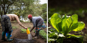 Women watering crops at a farm in Tanzania