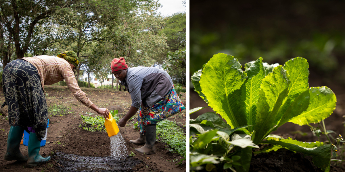 Women watering crops at a farm in Tanzania