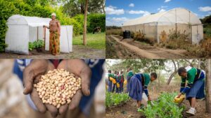 A grid of four images – a woman standing by her residential greenhouse, the large greenhouse, school children watering their garden and a woman holding the bean harvest in her hands.